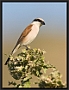 Grauwe Klauwier, Red-backed Shrike, Lanius collurio Location: Sigri, Greece (Lesbos) grauwe klauwier MG 2790 kopie